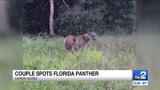 Couple spots Florida Panther roaming around Lehigh Acres backyard