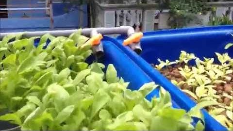 Trồng rau nuôi cá công nghệ aquaponics