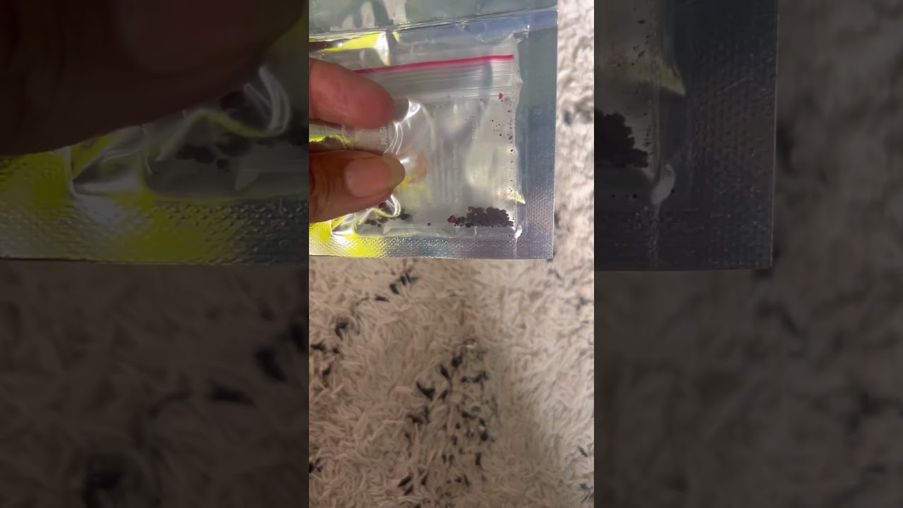 Fake blood capsule for first night 