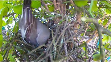 Mockingbird preparing nest