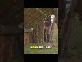 CASA en LAGO #presas #casalago #lagos #bushcraft #supervivencia #bosque #choza #animalshorts #fyp