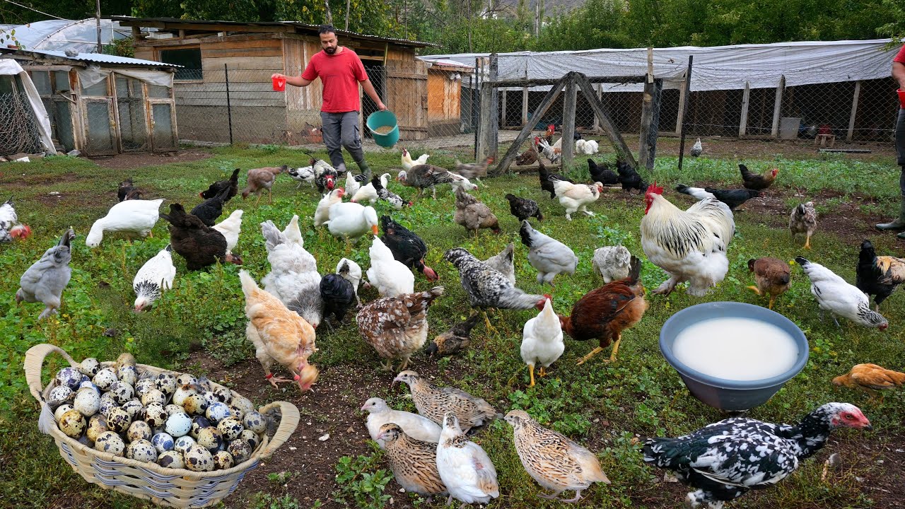 Разведение перепелов для получения яиц для бизнеса - Мои советы по выращиванию бродячих кур-Сбор яиц