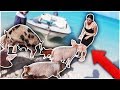 SWIMMING WITH PIGS IN THE BAHAMAS 🐷