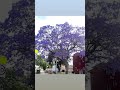 #australia #spring #purple #nature #trees #flowers #beautiful #beauty #love #freshair #cover #music
