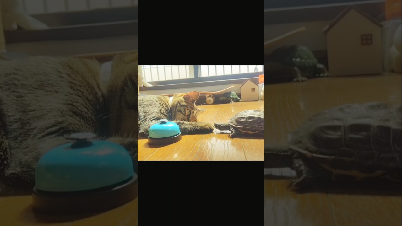 ｺﾝﾆﾁﾊ
