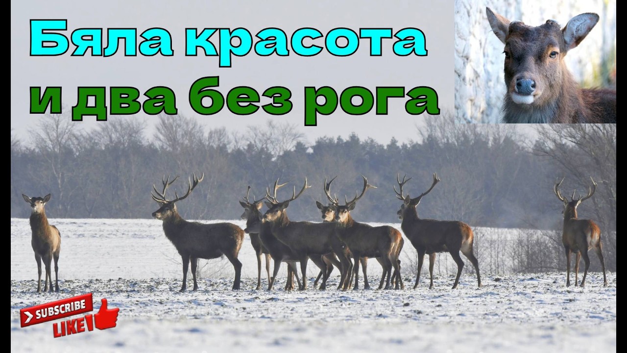 Бяла красота и два без рога