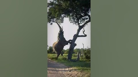 Elephant Tries to Climb a Tree?! 🐘🌳😂 #viralshorts #animals #elephant
