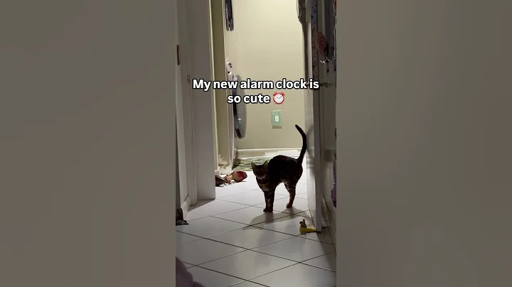 Video 11827431: bengal cat, bengalcat