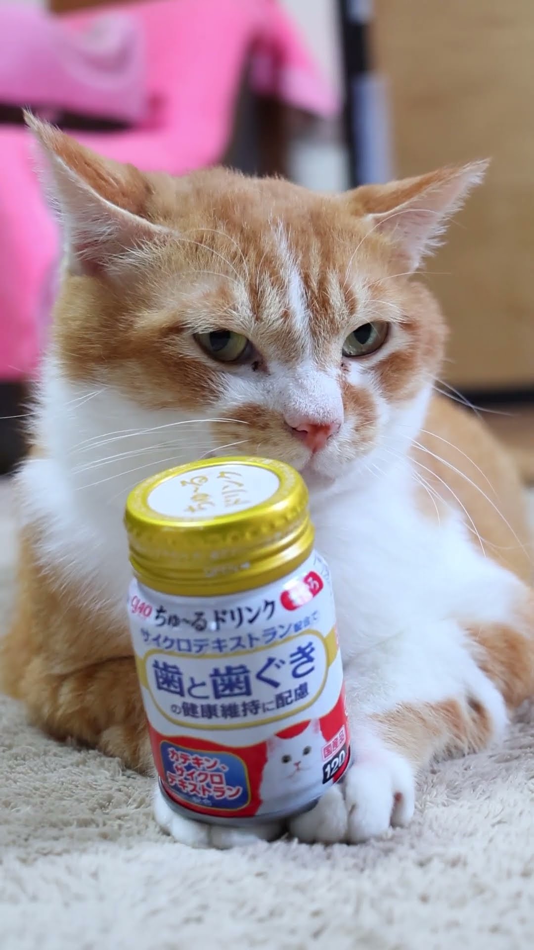 ちゅ～るドリンク まぐろ 250620 #のせ猫 #cat #cute #猫のいる
