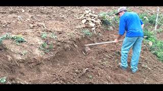 Plantando Tomates Na Roça Fazenda Sismaria