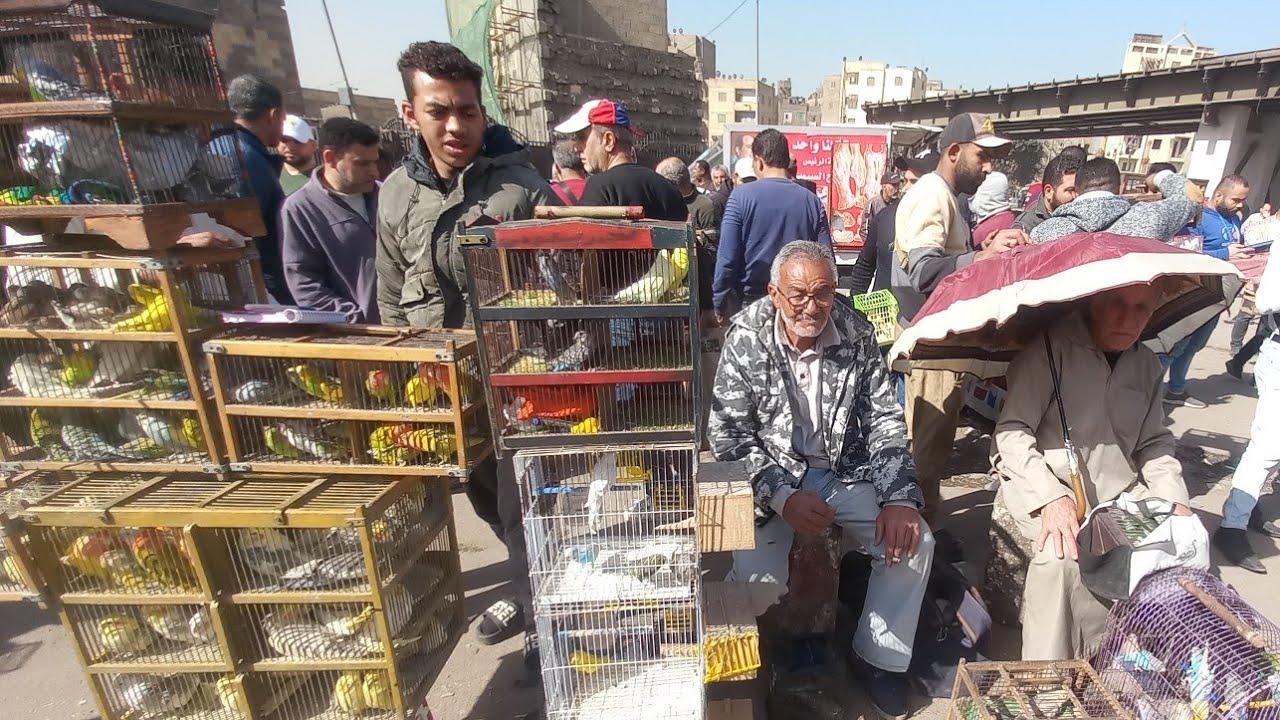 ❤️الناس اشترت عصافير ايه وبكام من سوق الأحد اليوم⁉️وأسعار العصافير بأرقام اصحابها من داخل السوق💯💚⚘️