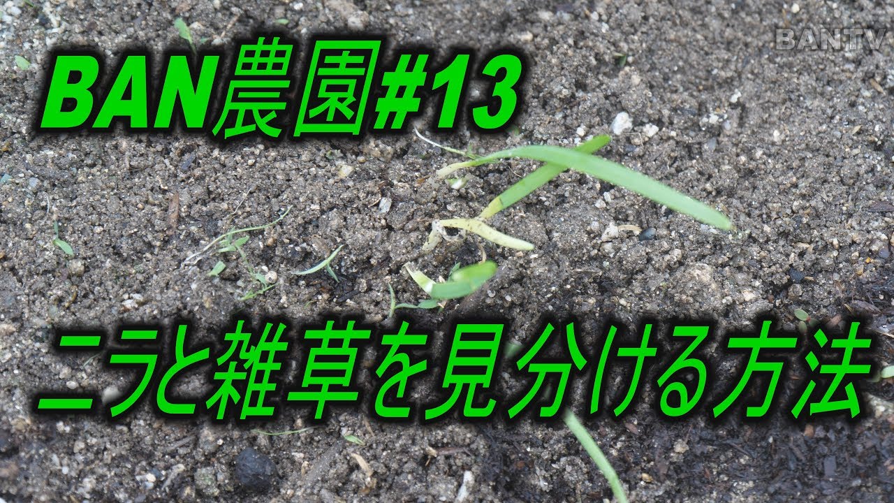 Ban農園 13 ニラと雑草を見分ける方法 Youtube