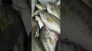 Stop restocking bass into other bodies of water #basicbiology #commonsense