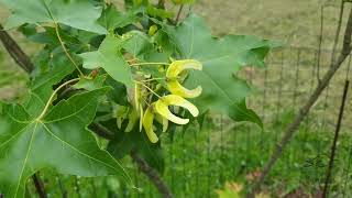 Acer truncatum javor uťatý
