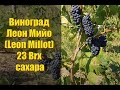 Виноград Леон Мийо (Leon Millot) 23 Brx сахара / уборка урожая и приготовление сухого вина.