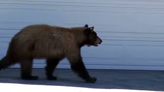 Bear and Man Spook Each Other over and over