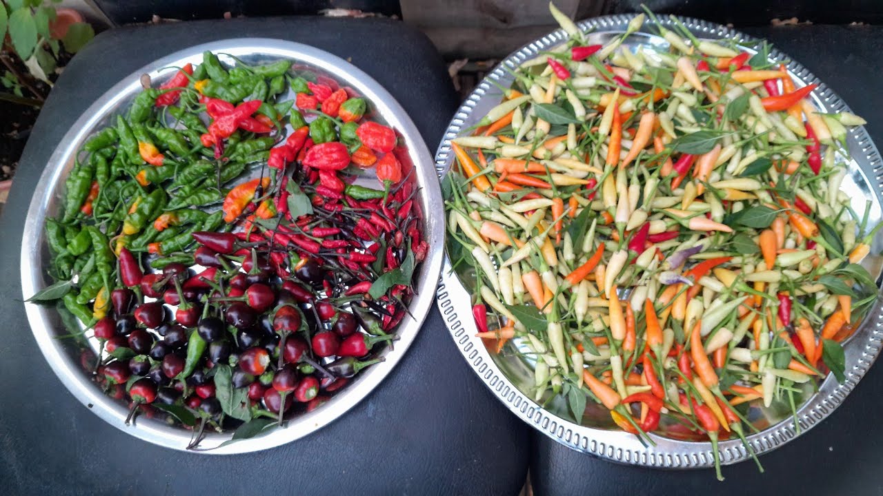Chilli harvest in November Shoker Bagan UK 