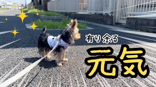 【ヨーキー】今日も元気な日我が道をゆくミライくん【子犬】