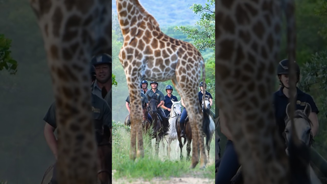 Can we get under there? Come and ride with us in Africa 