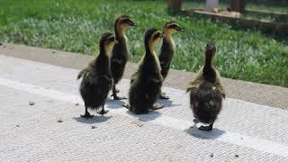 Ducks on the Patio by Homestead in the Burbs 321 views 1 month ago 30 seconds