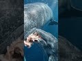 🐋 A moment hidden deep under the Arctic Ocean… A baby Beluga whale receives its first nourishme
