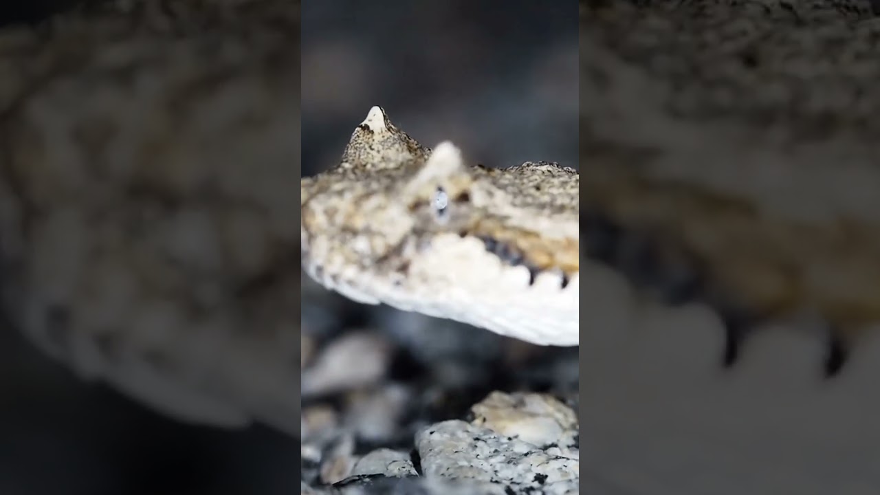 snake #short #youtubeshorts #viral