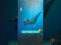 سمكة شيطان البحر النادرة قبالة سواحل إندونيسيا