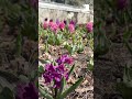 Places to see Toronto cherry blossoms and other blooms (that aren't High Park)