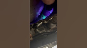 Easy check for A/c leak in evaporator core. Charge system with dye. Then use UV light at drain plug.