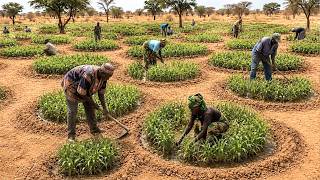 How An African Farmer Reversed Desertification — While Governments Failed
