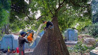 Cutting Down a 100-Year-Old Cursed Tree Surrounded by Ancient Graves!