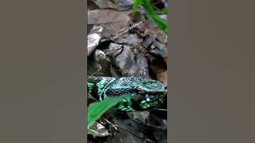 Rắn lục Sulawesi - lớp vảy xanh phát sáng | @thegioiran