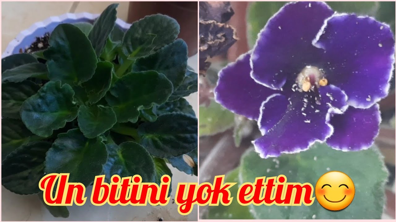 Un biti sarmış Menekşe çiçeği ni nasıl kurtaracaz ?,şaşırdım kurtulduğuna şok❗️🌱