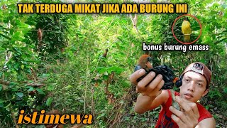 Rezeki!! pikat burung kecil di hutan poin greget di bikin mentul-mentul