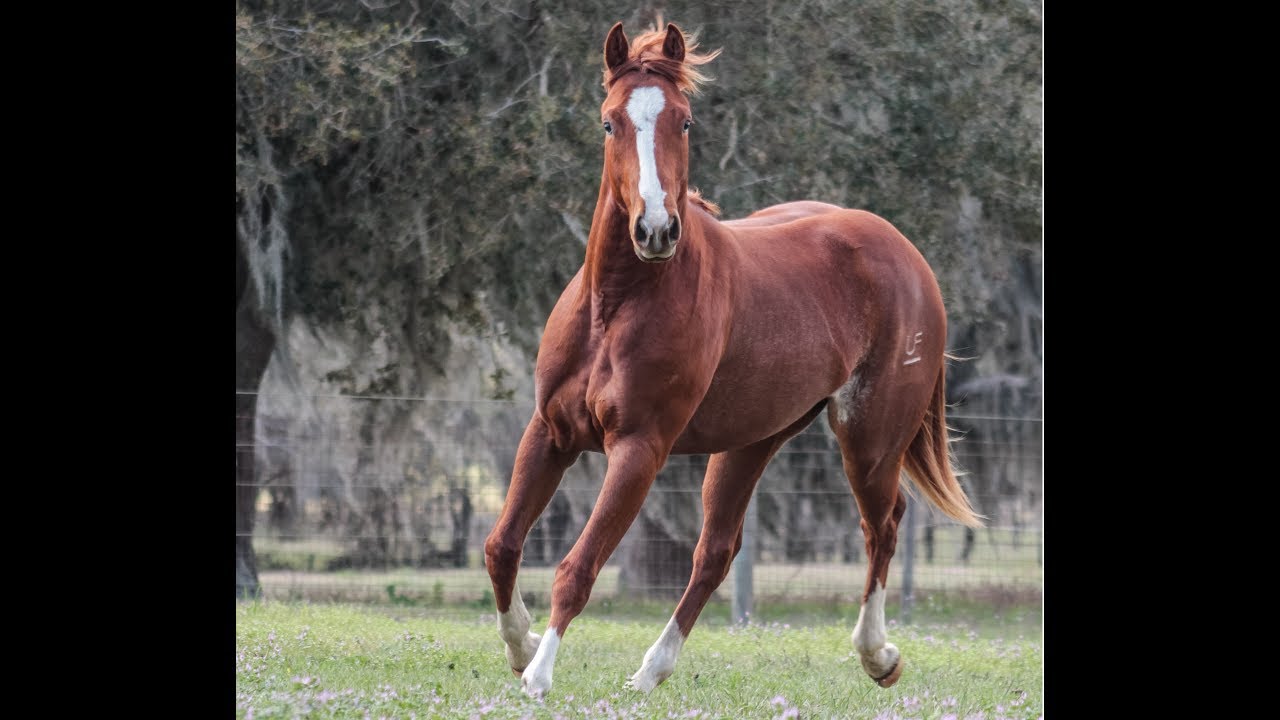 What Is Rabicano Color In Horses