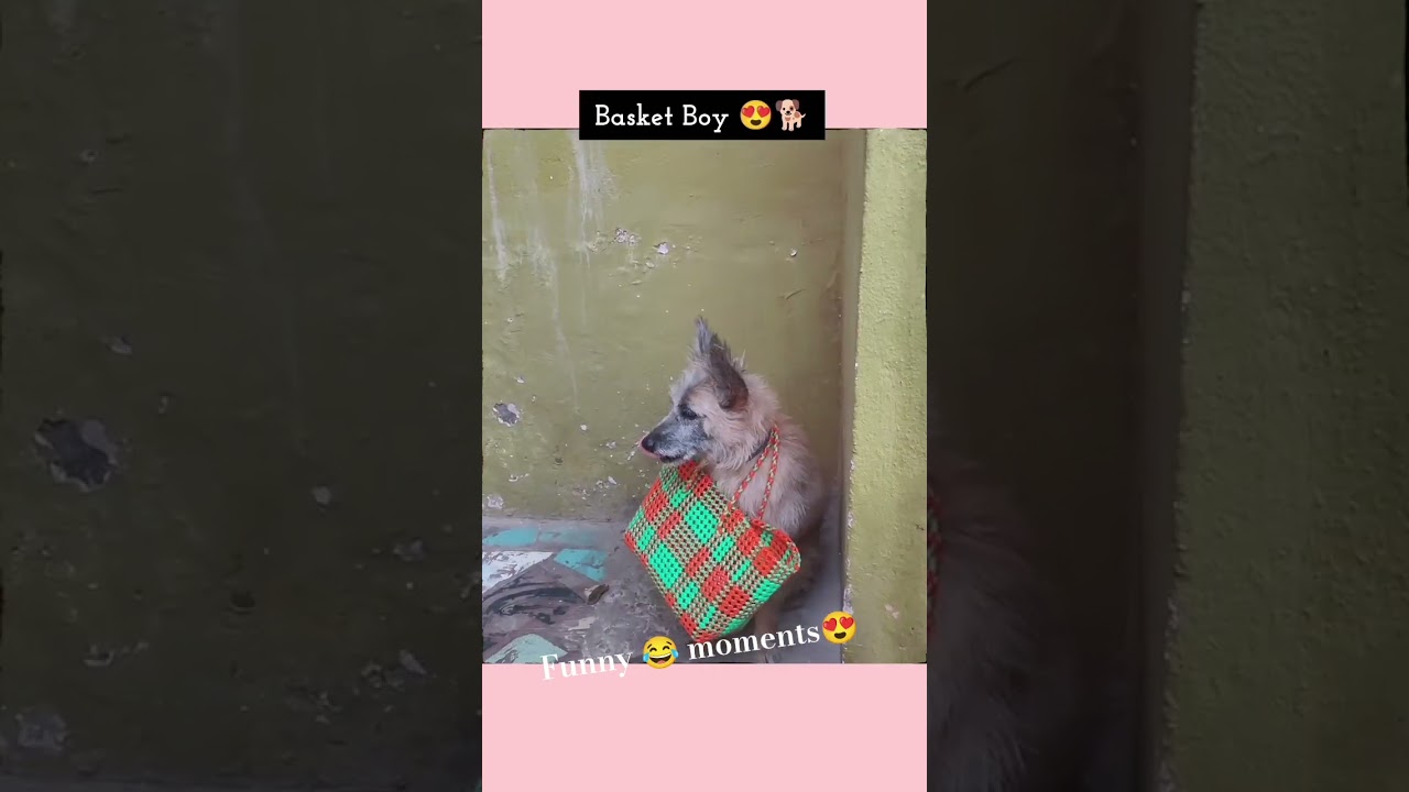 Funny 😂🤣 #please_subscribe_my_channel #love #song #viewskaisebadhaye #pets #cute #viralreels