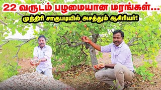 Cashew Cultivation மநதர சகபடயல அசததம ஆசரயர Pasumai Vikatan