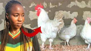 Elevage de poulets locaux: un business très rentable selon cette jeune femme