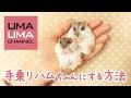 手乗りハムちゃん★ハムスターの懐かせ方【うまる＆こまる#37】How to snuggle a hamster