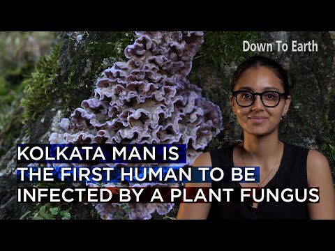 Video: Dangerous plants and fungi for humans