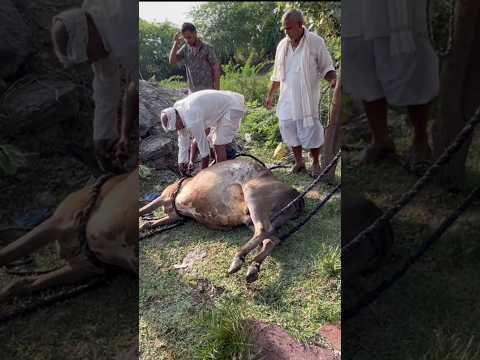 0.30 Ganta Let Hote Ho Gay Mar Jati 😰 #petsvlog #minivlog #shivpandey #ytshorts #cow