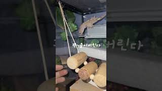 게코 도마뱀 약 올리기 #크레스티드게코 #도마뱀 ~^^