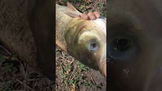 Трафей 7 кг толстолоб - рыбалка удалась. #рыбалка #толстолобик #fishing  #карп