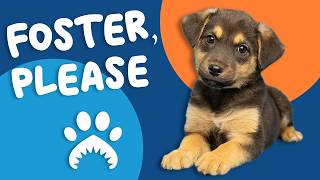Help a Foster Pet Grow, Heal and Thrive