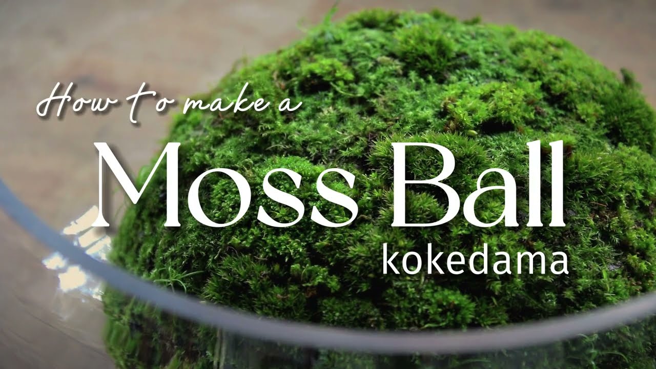 How to make a Moss Ball