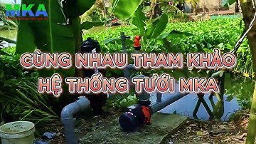 Hệ thống tưới tự động sử dụng béc MK99 150l/h tưới có ướt đều, có đủ nước lượng nước cho cây #mka