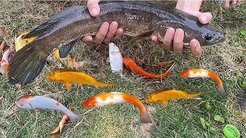 Vui học cùng bé-Giải cứu Cá sộp khổng lồ,cá koi đầy đủ màu sắc tuyệt đẹp cùng mẹ con chip nha