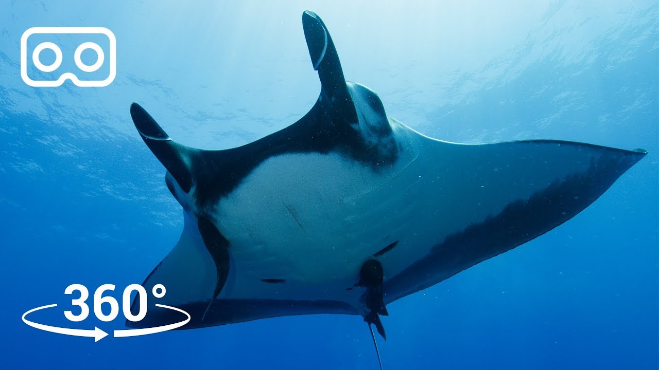 ⁣Dive with Giant Manta Rays in Mexico in 3D 360 | Our Blue Planet VR | BBC Earth