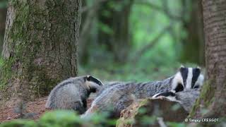 Badger cubs playing