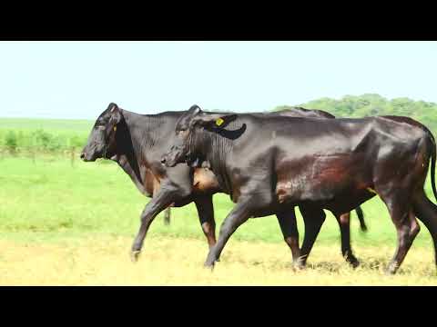 LOTE 47 JAINA FIV RBV   JASSA RBV